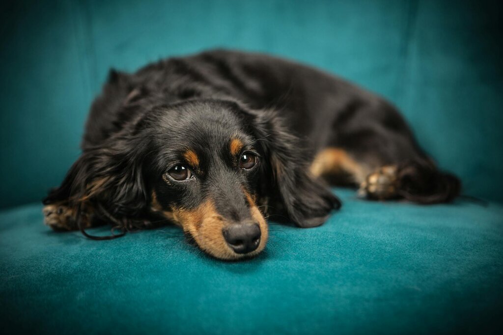 dachshund resting on sofa
