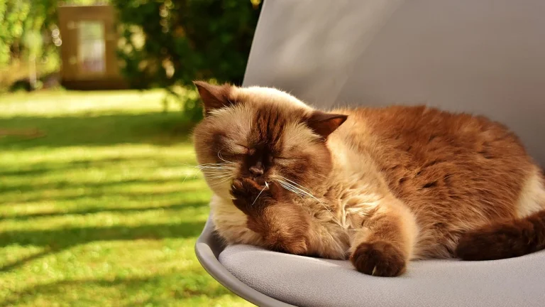 British shorthair lying on chair licking paw