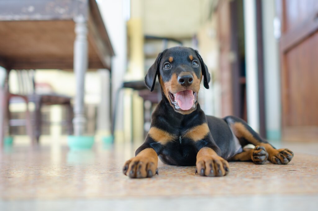 rottweiller puppy lying on the floor in a kitchen 
