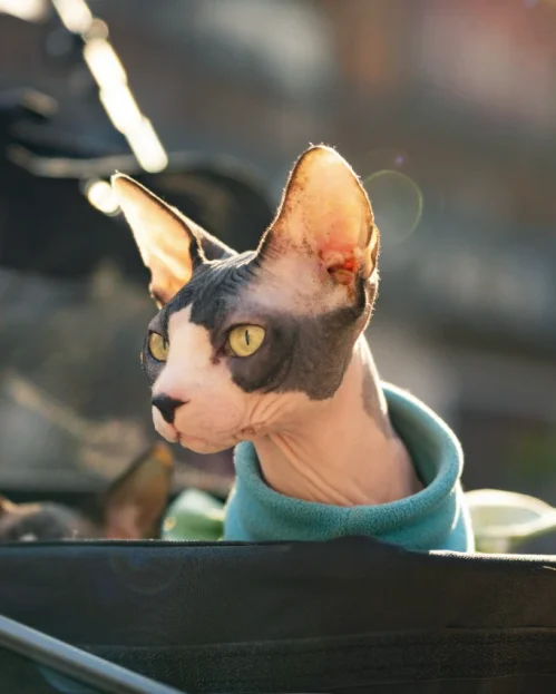 sphynx cat wearing jumper and going for a walk in a stroller