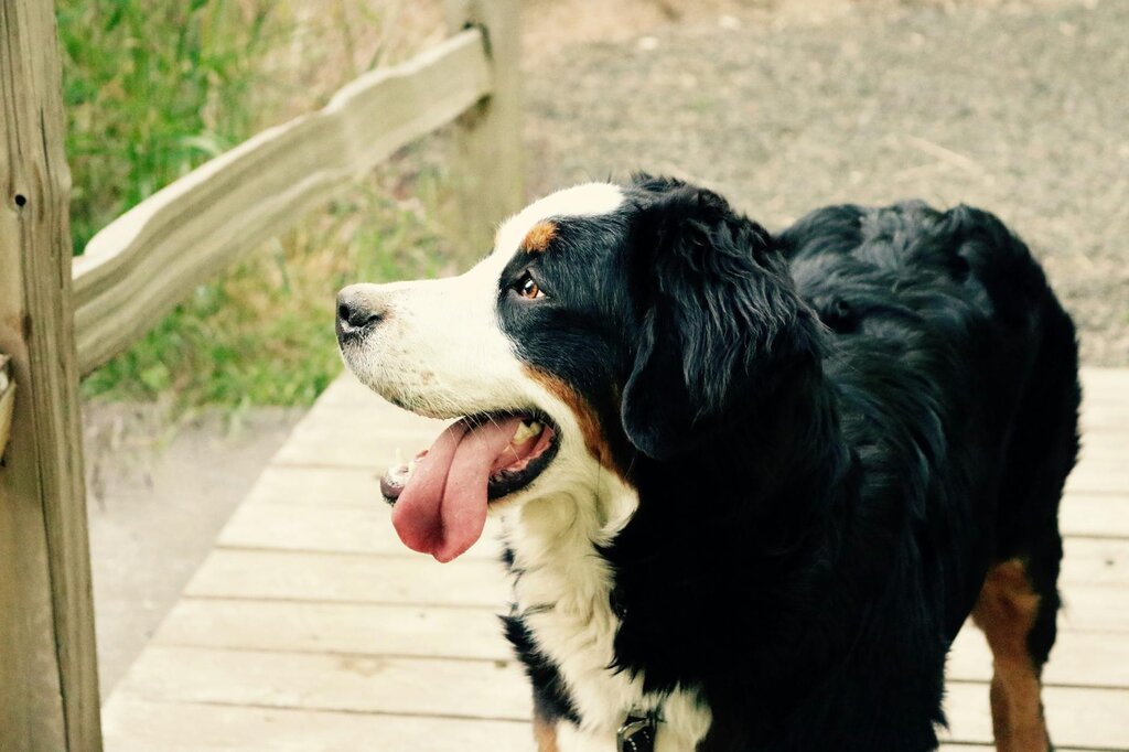 bernese moutain dog panting heavily