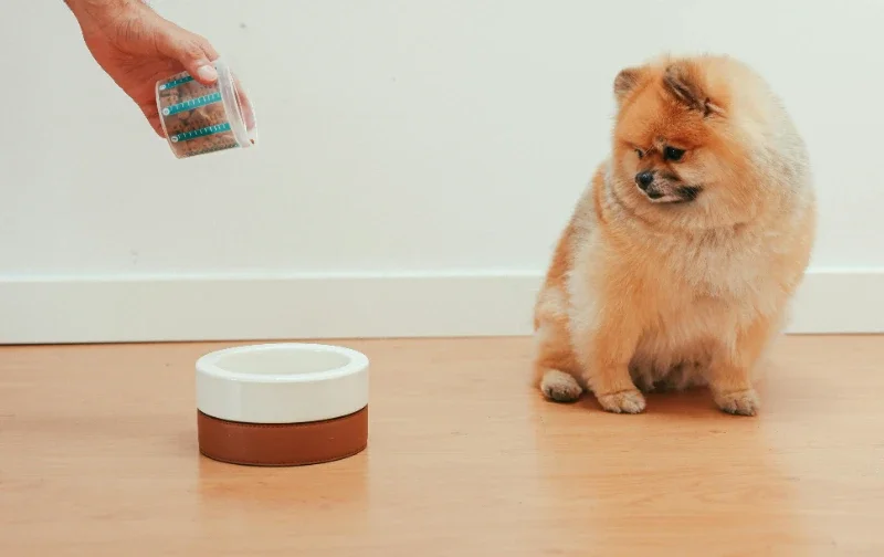 pomeranian looking at empty bowl as food is tipped in