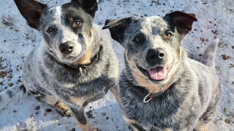 2 cattle dogs looking up at camera
