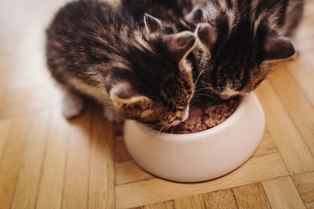 2 kittens eating wet food from bowl