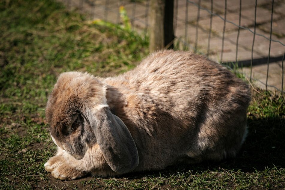 old rabbit resting on grass