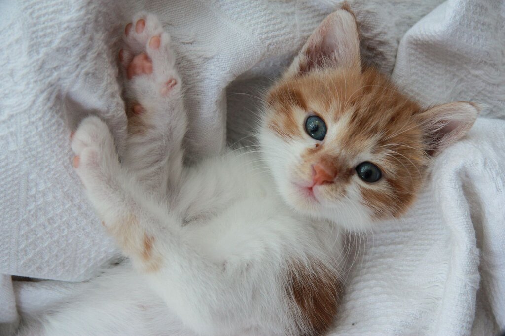 a ginger and white kitten lying on a white blanket 