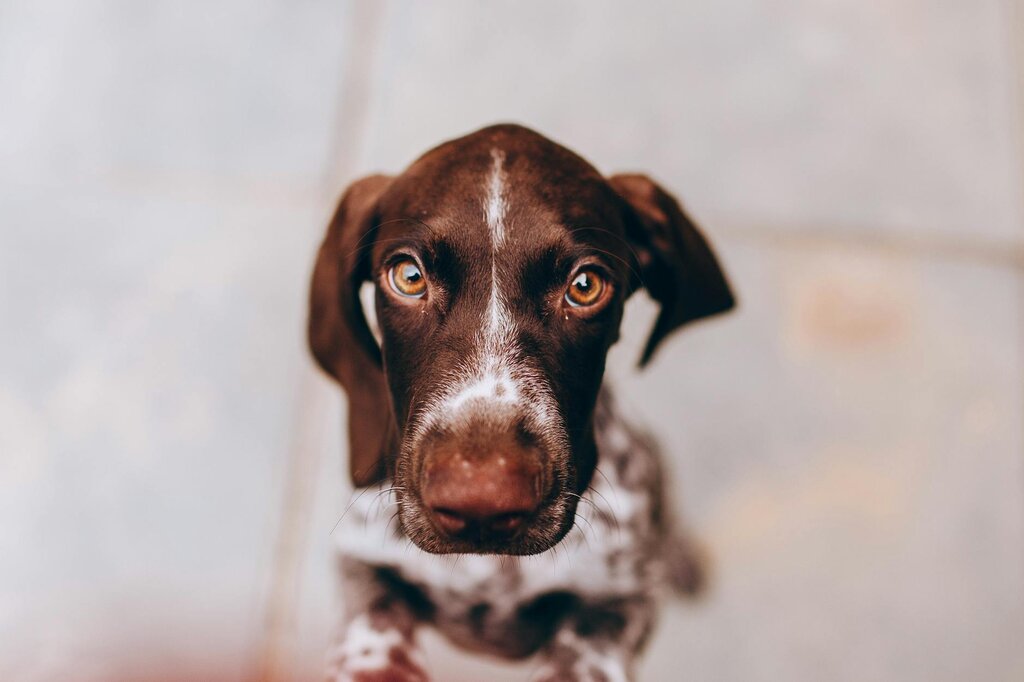 close up of german shorthaired pointer puppy