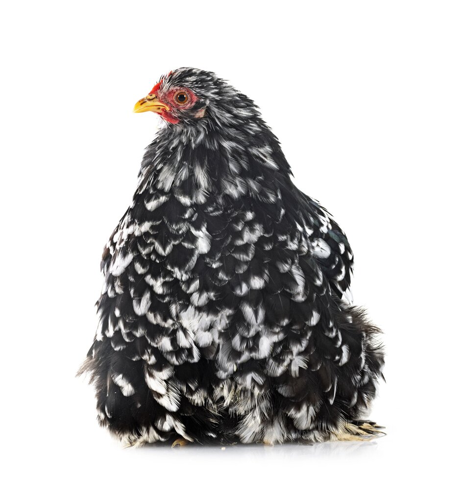 pekin bantam