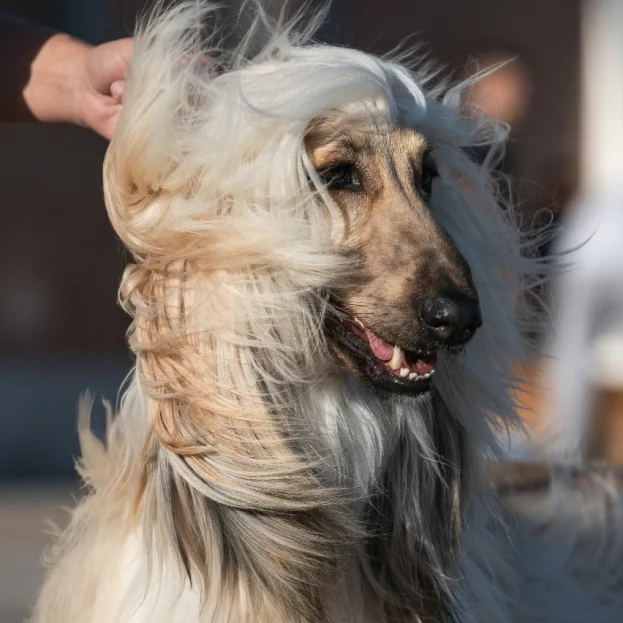 close up of afghan hound with wind blowing hair