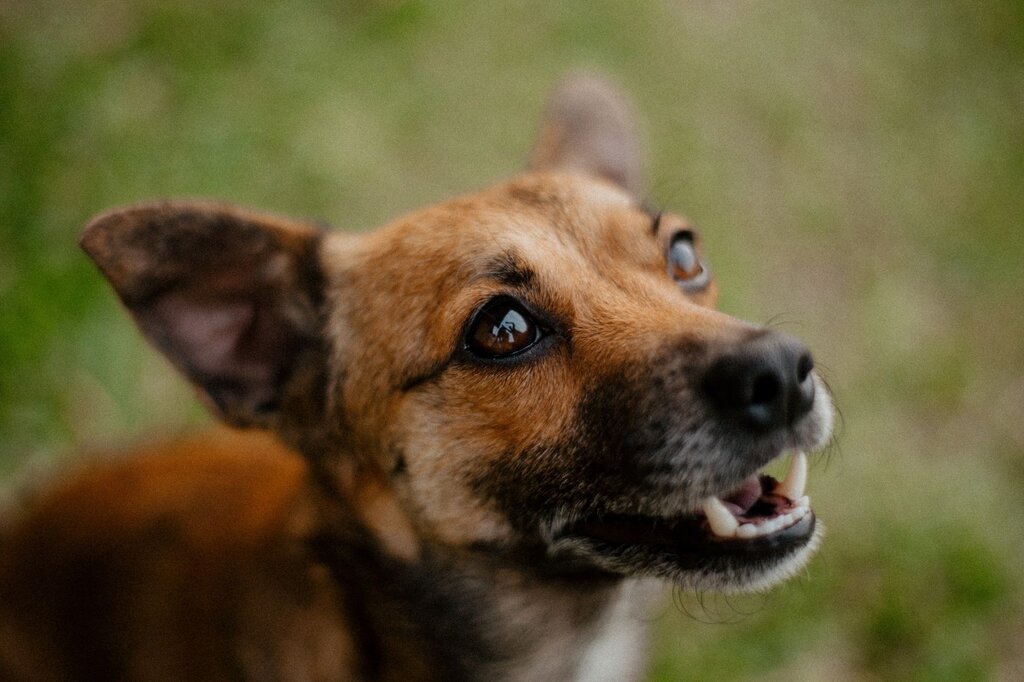 close up of a dog looking up