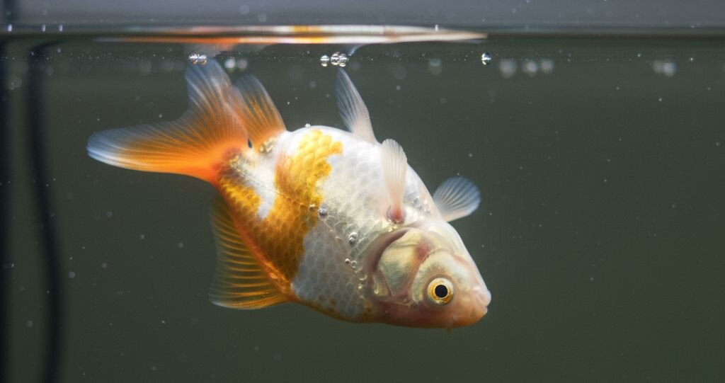 goldfish swimming upside down