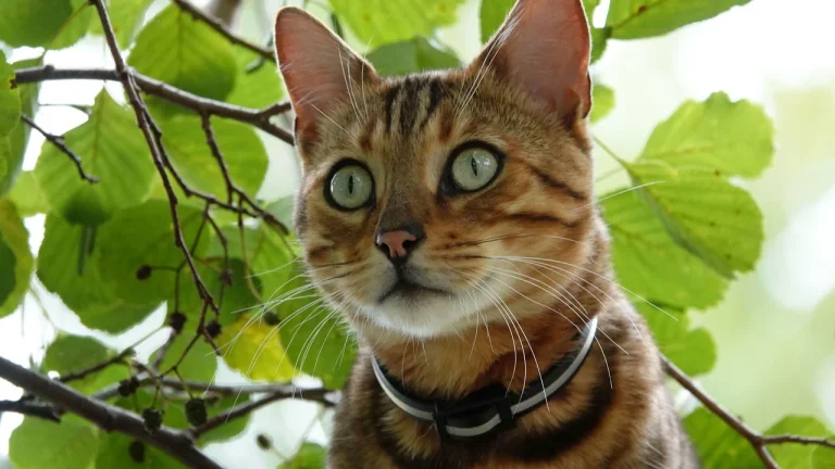 close up of Bengal cat outdoors