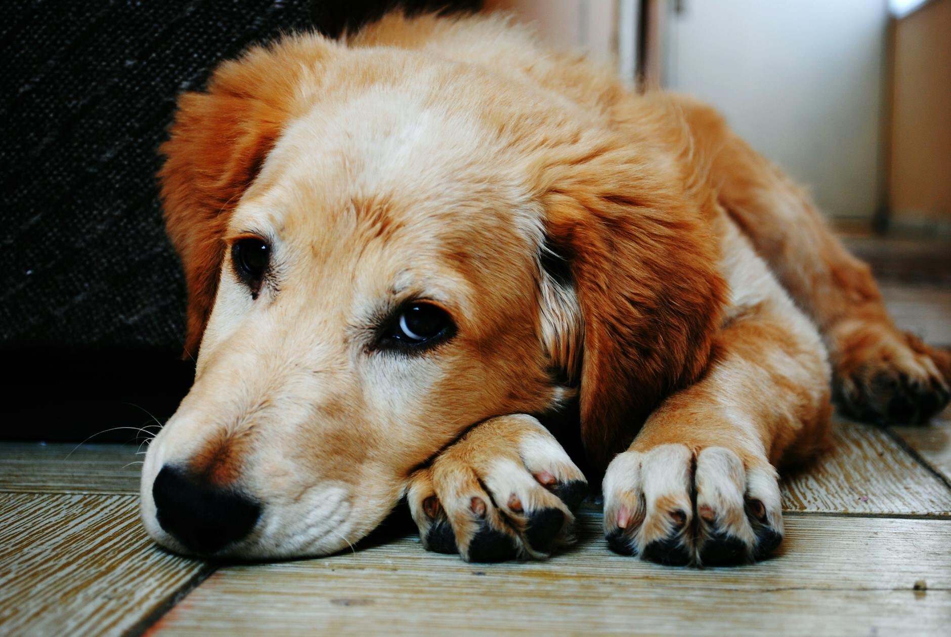 elderly golden retriever