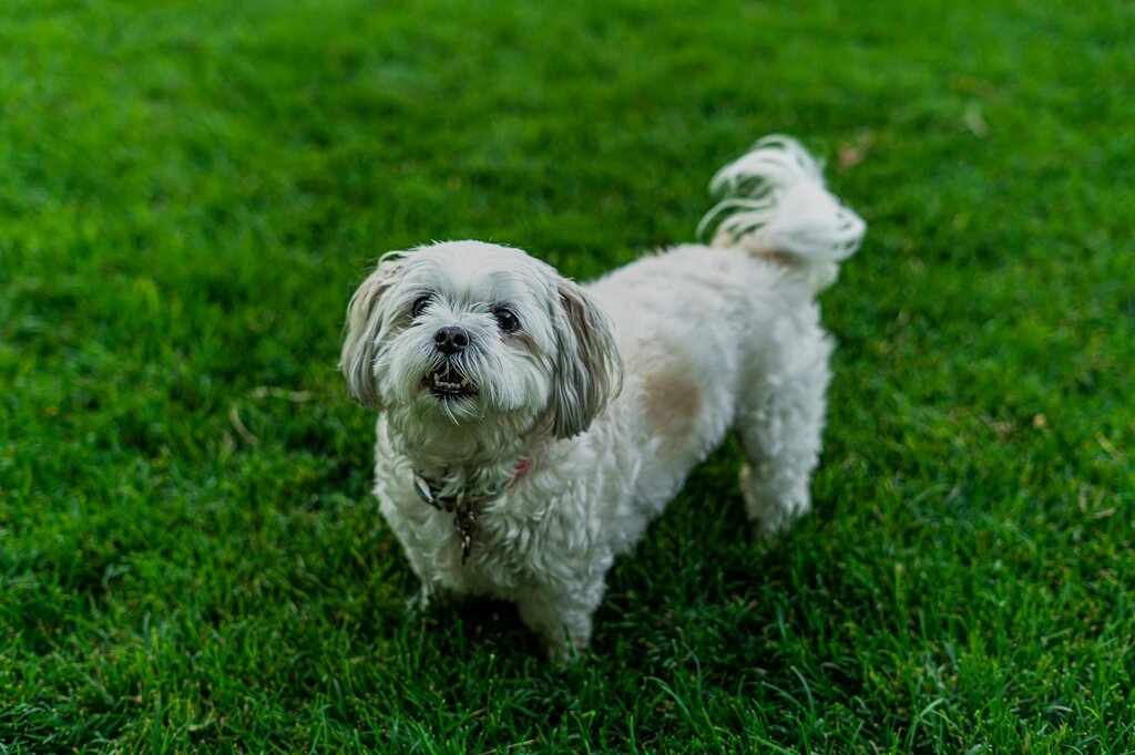 white fluffy dog on green grass