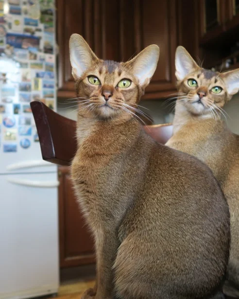 2 abyssinians sitting on kitchen chair looking at camera