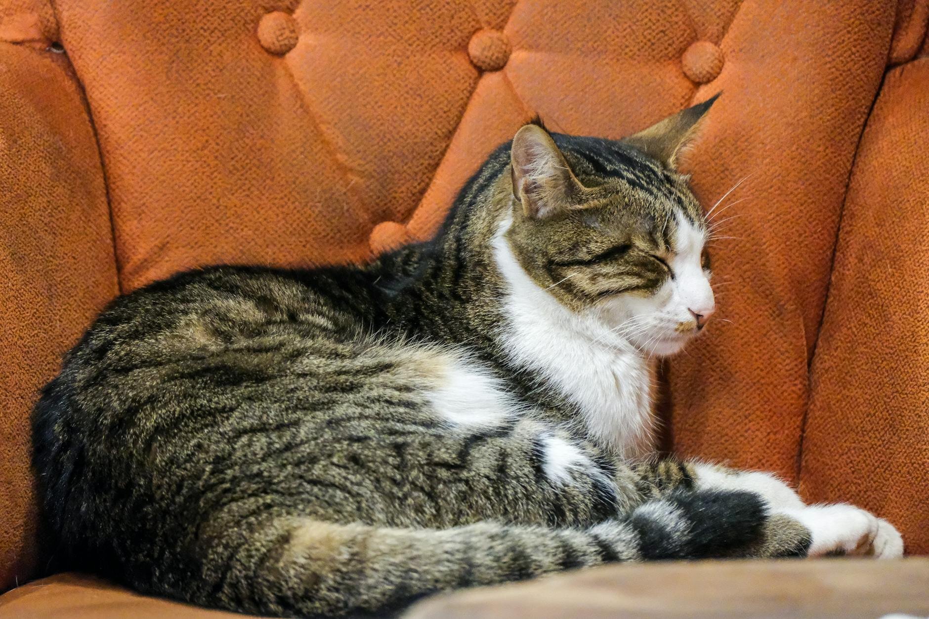cat resting on lounge