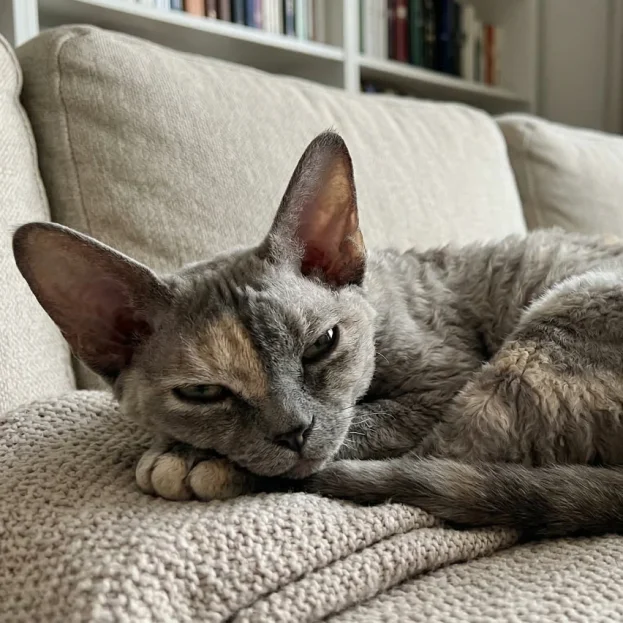 devon rex resting on sofa