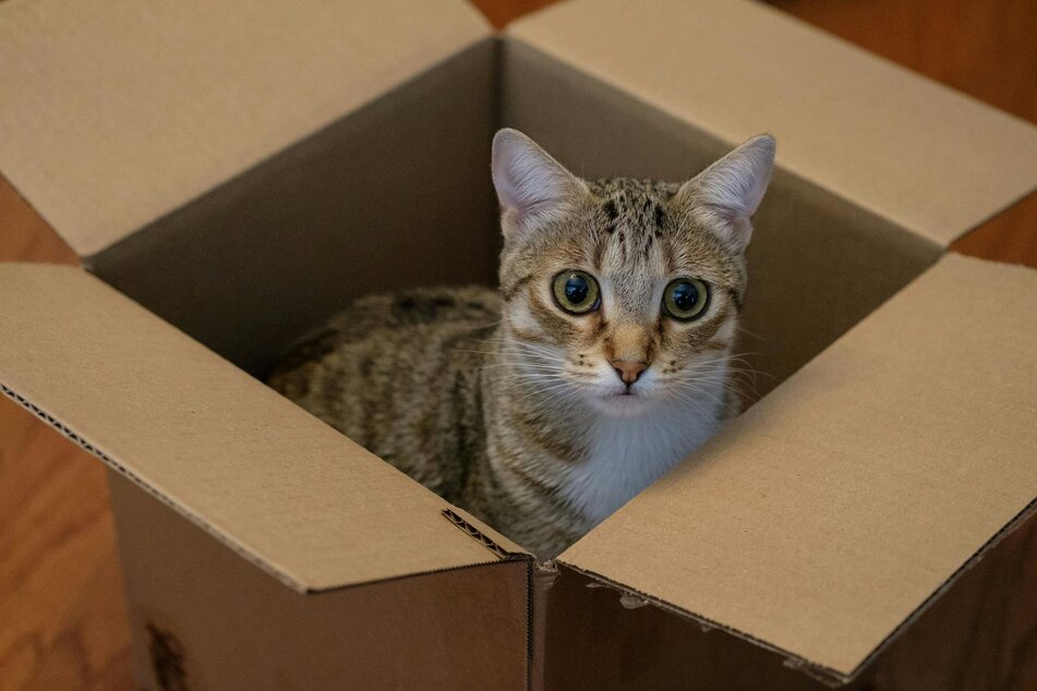 cat in cardboard box