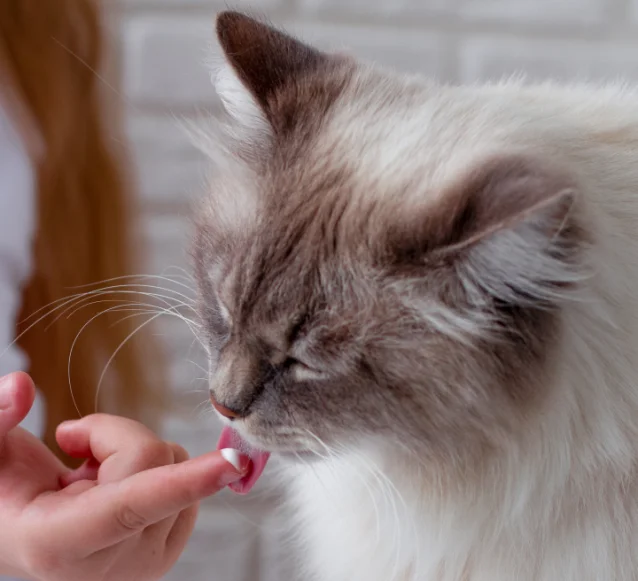 ragdoll taking medication