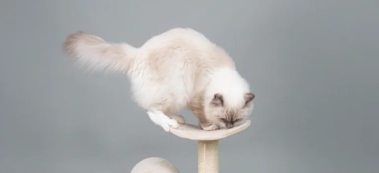 ragdoll in a cat tree