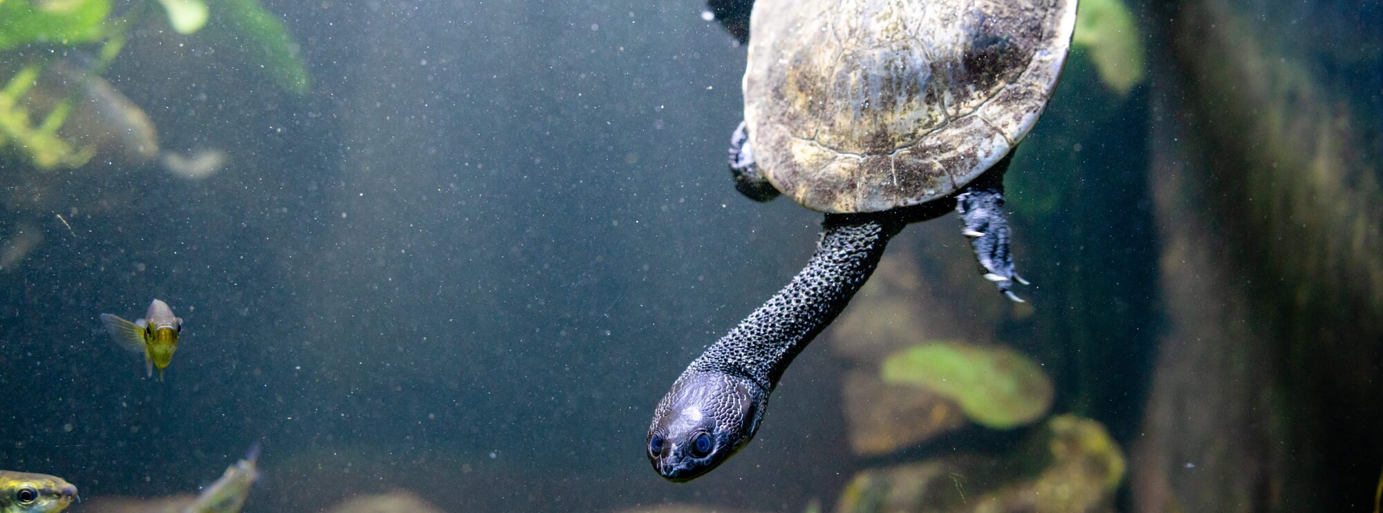 turtle swimming in tank under light