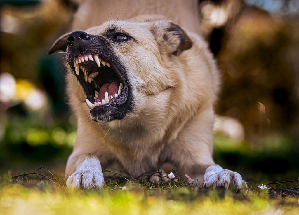 dog baring teeth in prayer position