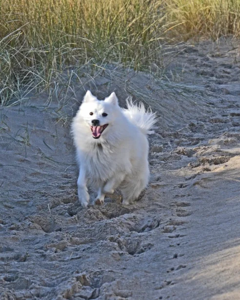 japanese spitz running in sand