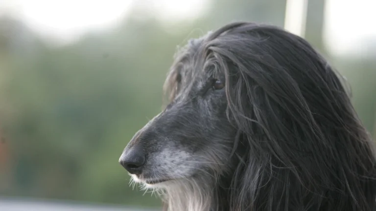 senior afghan hound