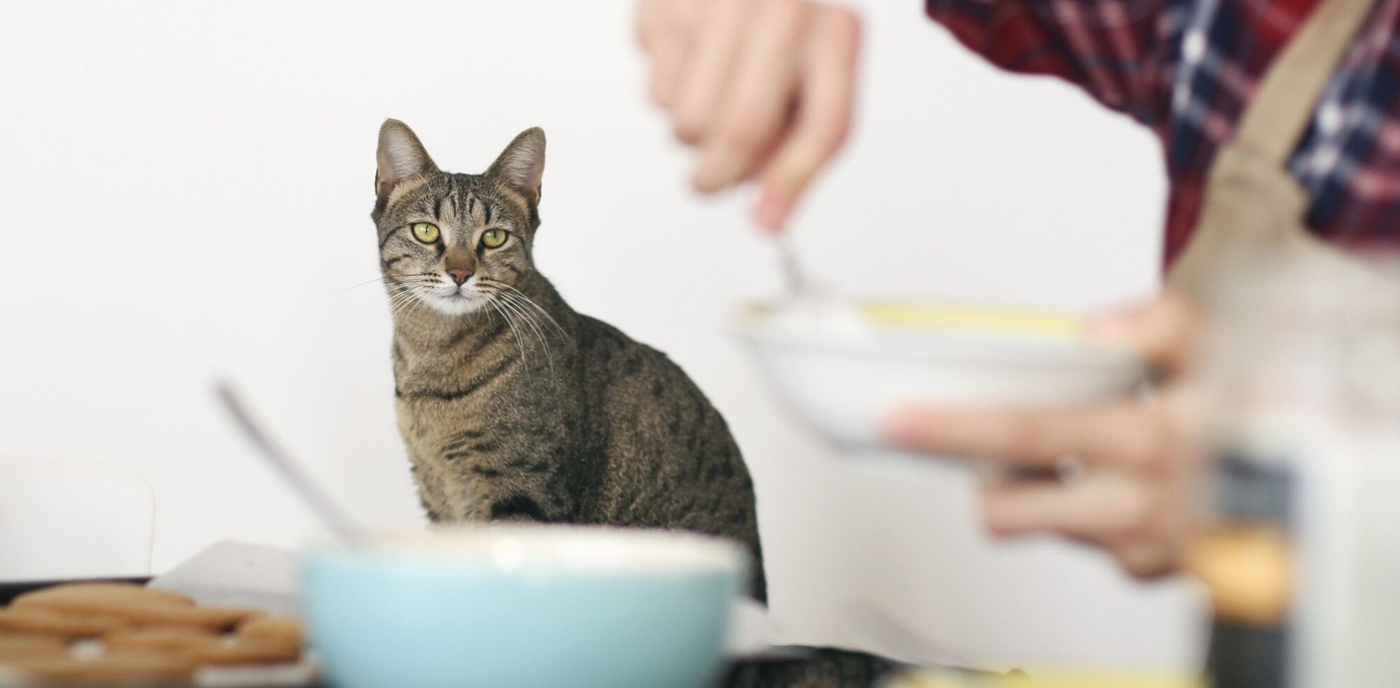 cat watching human cooking