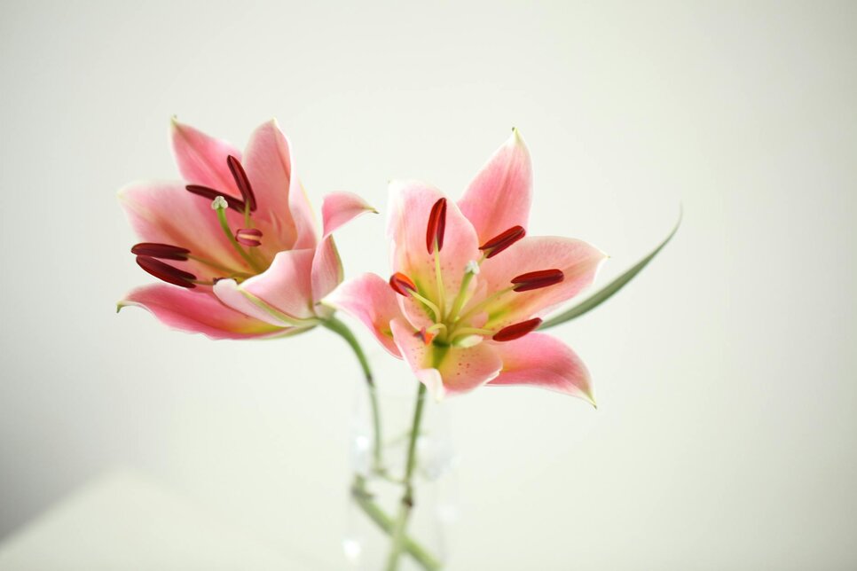 2 pink lily flowers in a vase