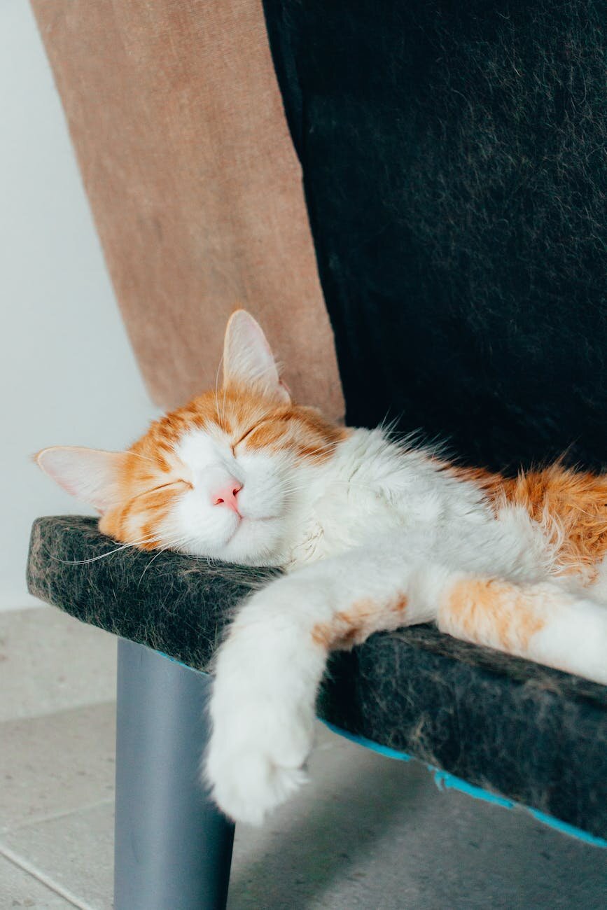 cat sleeping