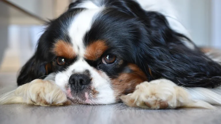 cavalier lying flat on floor