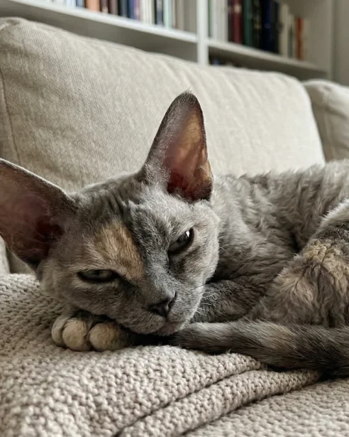 devon rex resting on sofa