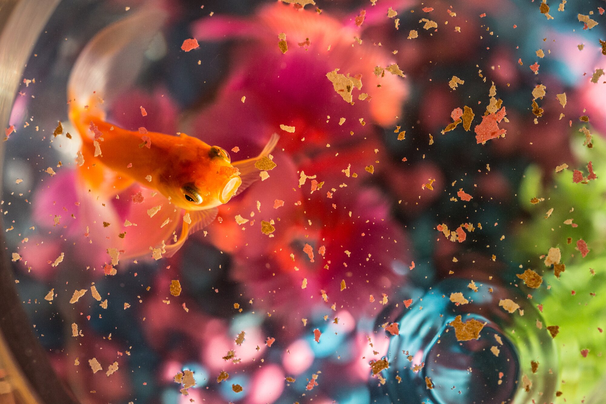 fish eating flakes
