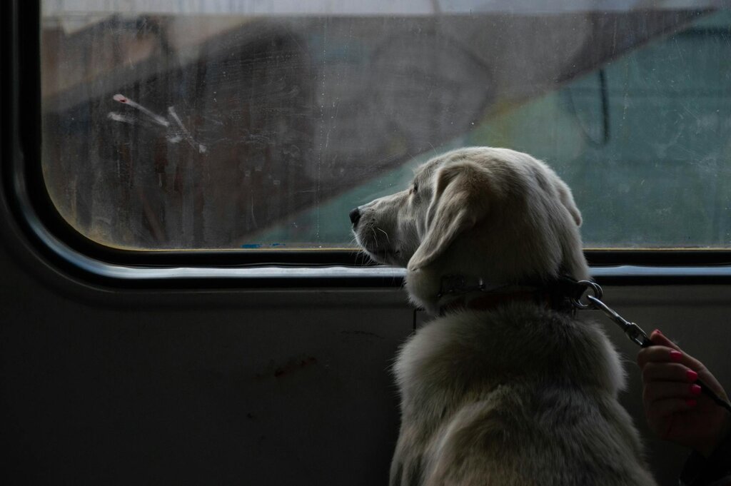 dog in red carrier