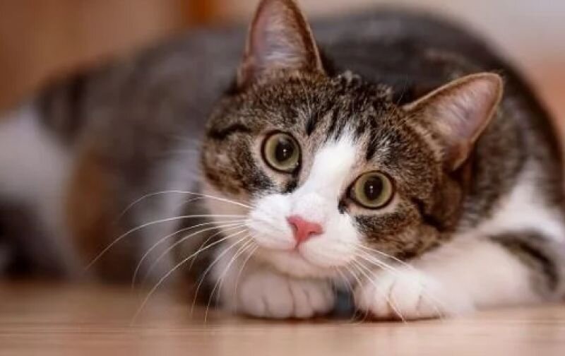 cat laying on floor looking into camera