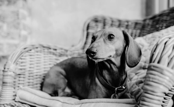dachshund sitting on wicker chair