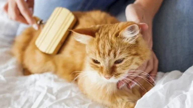 ginger cat being groomed