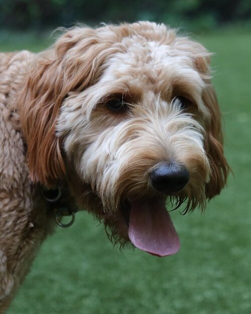 groodle looking at camera panting