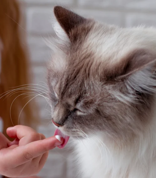 ragdoll taking medication