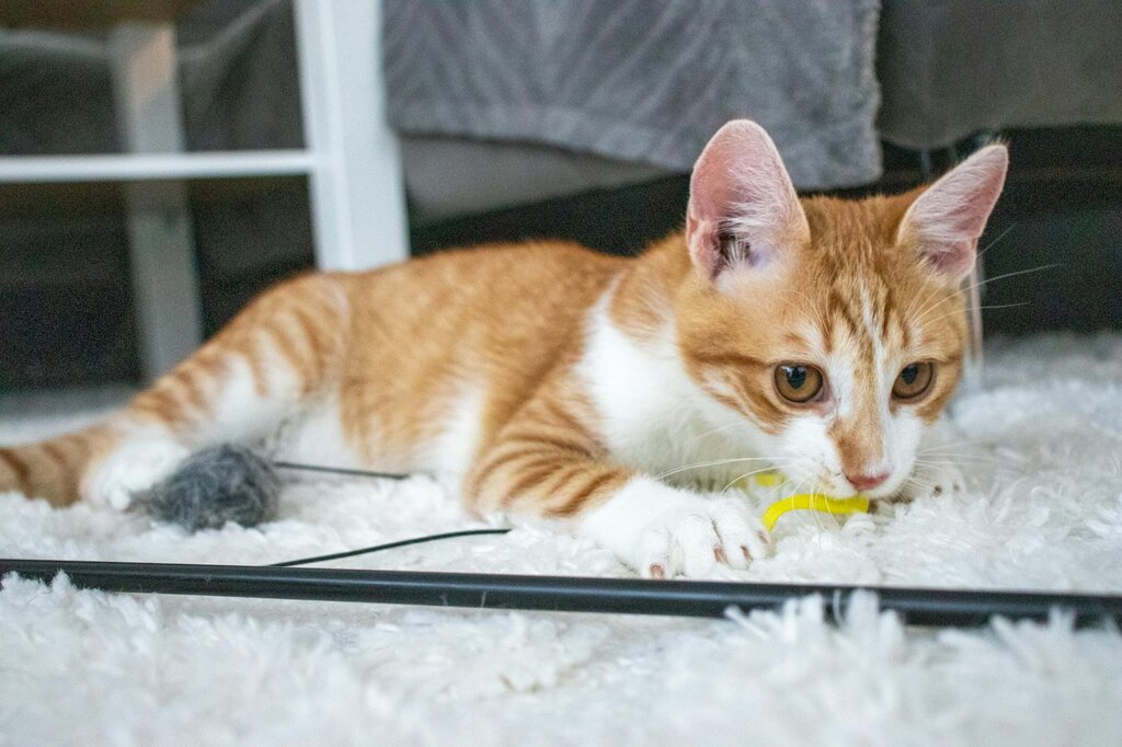 ginger and white kitten playing with toy
