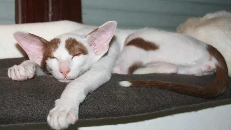 oriental shorthair sleeping