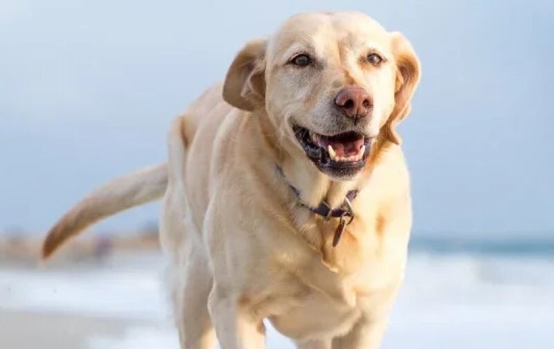 old dog walking on beach