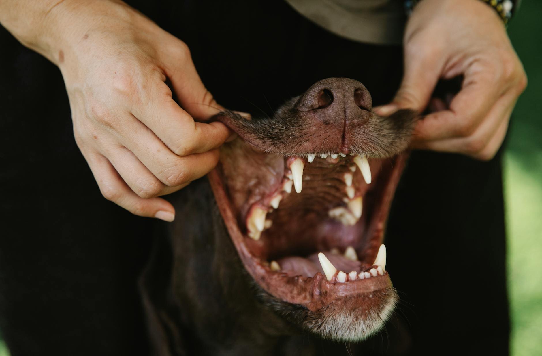 dog with open mouth and human hands lifting lips 