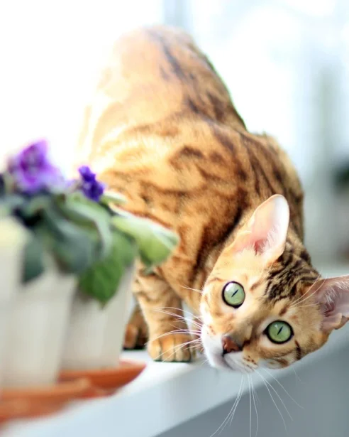 bengal cat on window sill