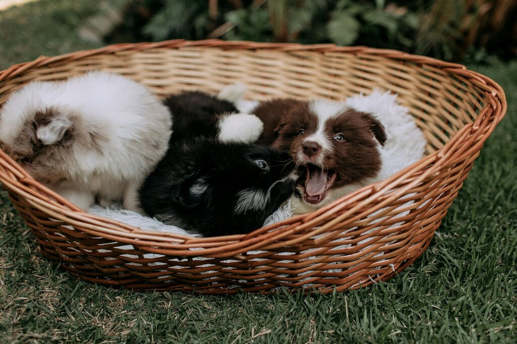basketful of puppies