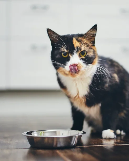 tortie cat standing next to food bowl licking lips