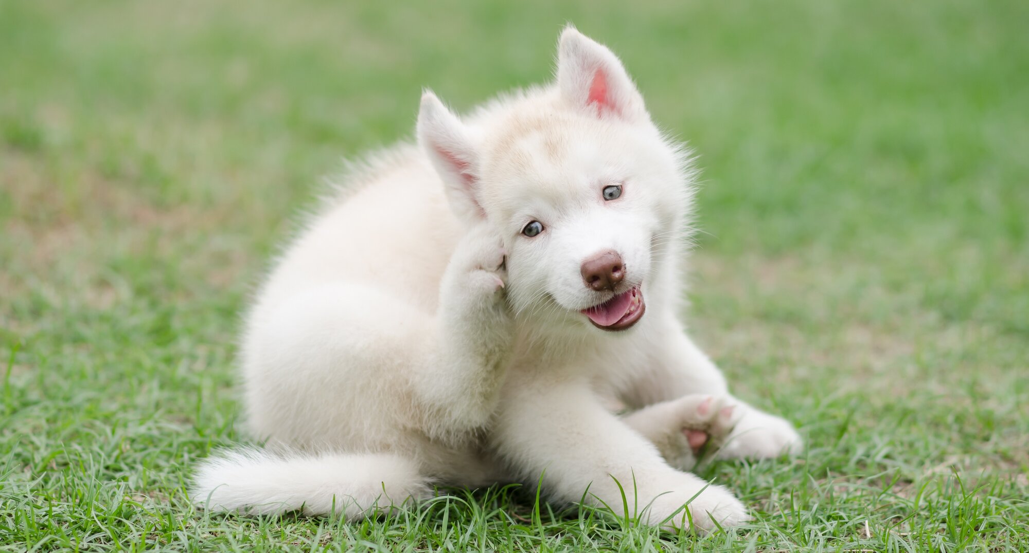 white puppy scratching