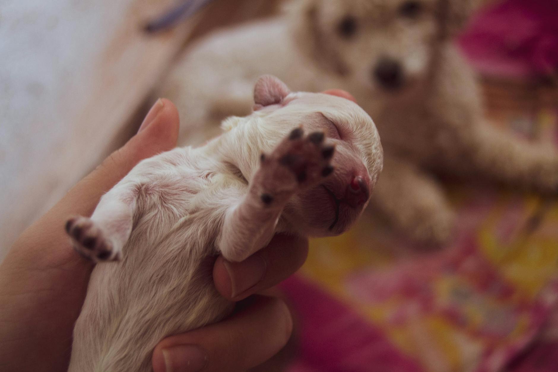 newborn puppy being held in human hand