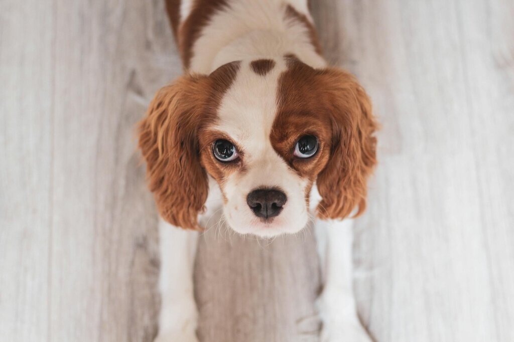 cavalier dog lying on wooden floor looking up at the camera 